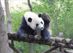 传奇中的传奇---探访熊猫长辈“小平平”及青年“51”随记