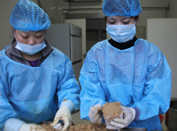 熊猫厨房新来的料理“大师”