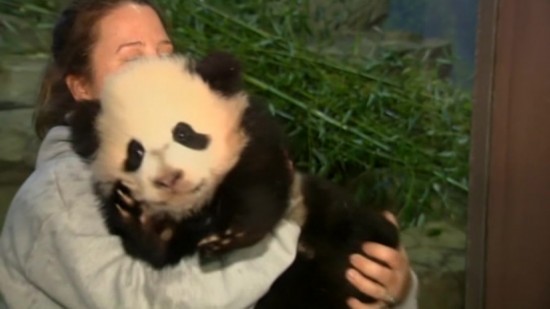 美国 华盛顿大熊猫宝宝正式见公众