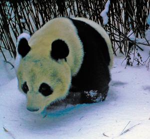 凉山越西县再次拍到大熊猫