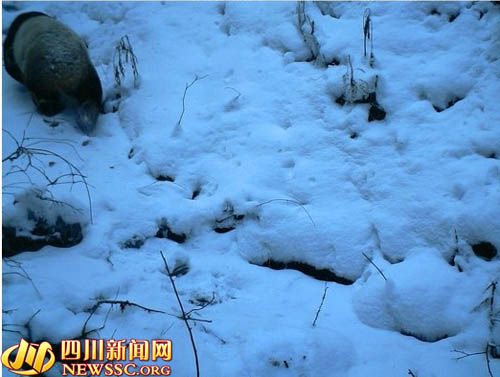 九寨沟首次用“红外相机监测项目”拍到野生活体大熊猫