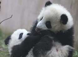 2014年大熊猫萌态月历高清壁纸出炉