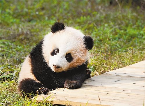 熊猫宝宝“萌翻”市民