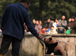 重庆动物园大熊猫幼崽享冬日暖阳