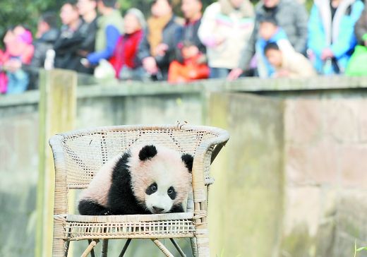 丁肇中给熊猫宝宝取名“好奇”