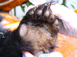 你知道大熊猫是六指吗？