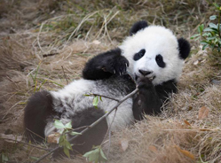 春节里的“熊猫幼儿园”