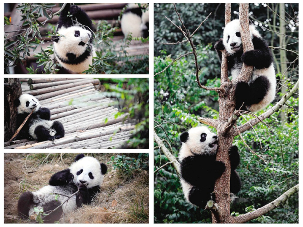 大熊猫“卖萌”闹新春