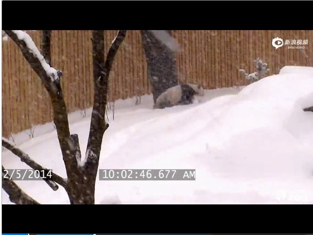 实拍多伦多动物园大熊猫见到下雪兴奋不已