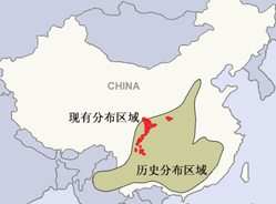 大熊猫栖息地去哪儿了？