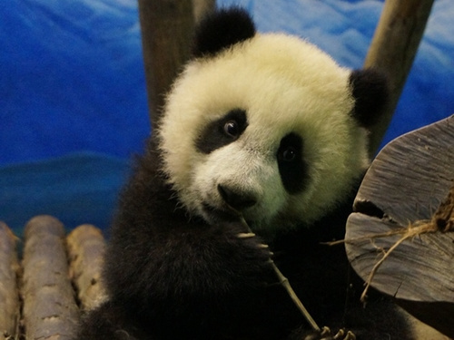 台北大熊猫“奶爸”称“圆仔”如小女儿贴心