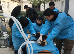 2013级小熊猫植入“芯片身份证”