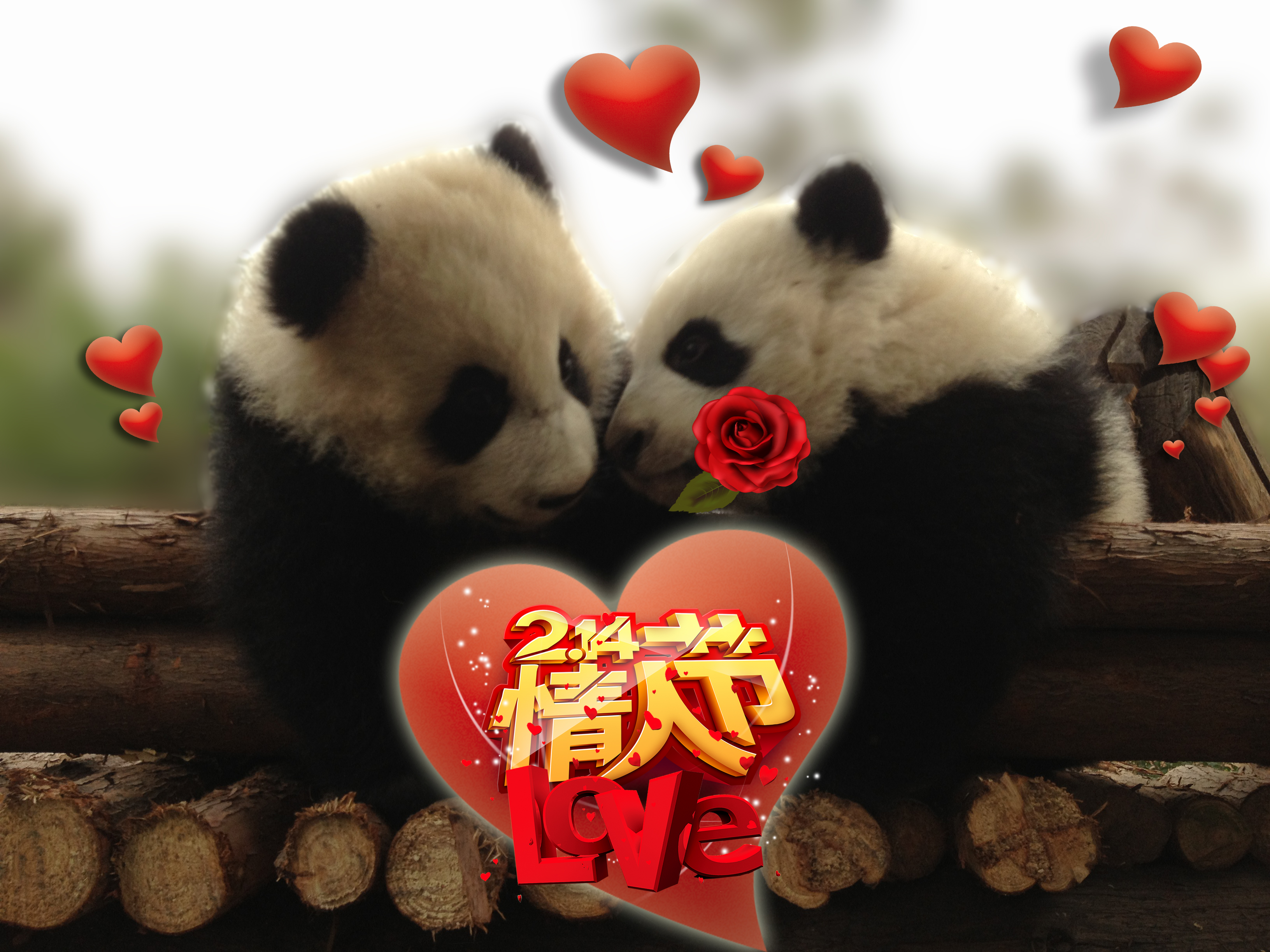 情人节雄性大熊猫的“示爱法宝”