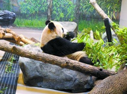 大熊猫在加拿大生活:住别墅吃鲜竹每天要上课