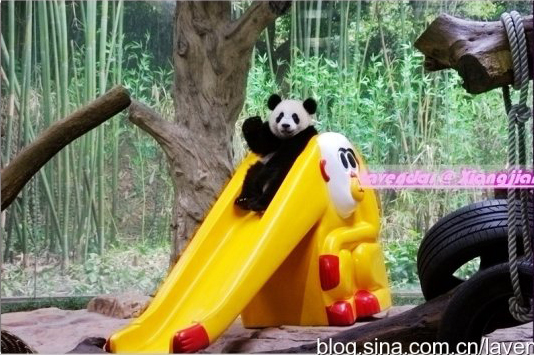 大熊猫“星徽”“好好”即将赴比利时旅居