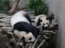 台北大熊猫宝宝“圆仔”休假一天 享受日光浴