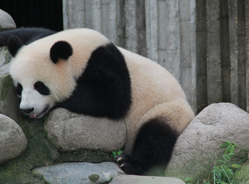 “好命”的大熊猫