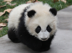 致“我”粉丝们的一封信