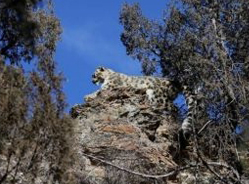 三江源腹地现雪豹踪影 属濒危野生动物比大熊猫还稀有