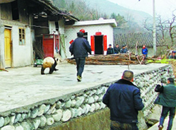 甘肃野生大熊猫下山 大摇大摆“巡视”村寨