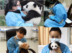 致那些大熊猫“奶妈”们