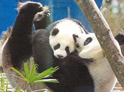 熊猫“圆仔”初亮相 咬手、揉眼、打哈欠