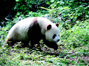 陕西籍大熊猫独家调查 陕籍大熊猫的前生今生