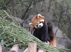 红熊猫就是我，我就是小熊猫