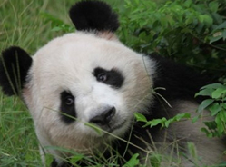 四世同堂的大熊猫“老祖宗”