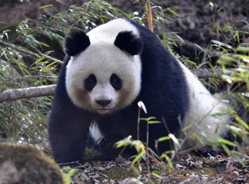 四川青川摩天岭拍到野生大熊猫