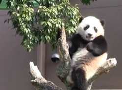 优浜课堂---优浜老师分享爬树心得