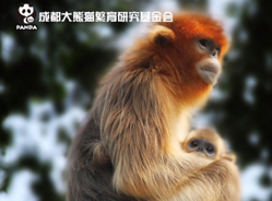 野生动物保育知识第一季《翘鼻精灵——川金丝猴》