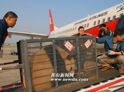 休宁大熊猫齐齐、云云昨搭乘飞机回“娘家”