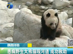 患病野生大熊猫现河道 成功救助