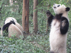 大熊猫的梦中情人“勇勇”