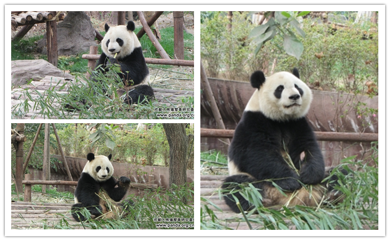 大熊猫 美兰.png