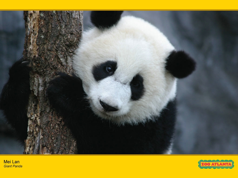 panda_meilan_wallpaper05_ZA_1024.jpg