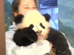 研究发现大熊猫喜欢吃甜食 与人类有相似口味