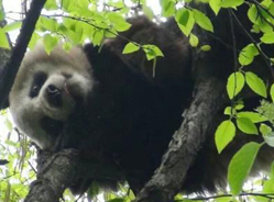 四川蒙顶山首次发现野生大熊猫
