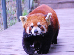 小熊猫“偷吃”苹果