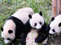 大熊猫的眼睛和“眼睛”