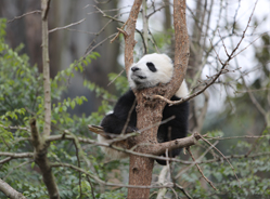 “倩倩”300天了