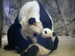 熊猫“宝宝”首次出窝遛弯 爬树啃竹乐趣多