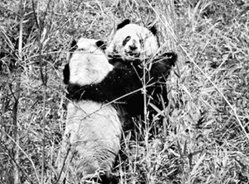 痴情熊猫为求爱八天八夜不吃喝