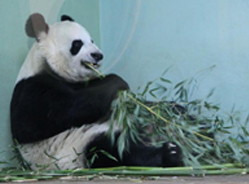 爱丁堡动物园大熊猫临近发情期