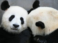 美女大熊猫遭雄性强吻