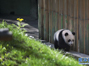 大熊猫“星宝”亮相马德里动物园