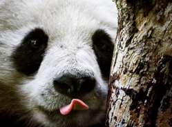 似“熊”或似“猫”