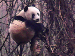 四川青川野外再次发现大熊猫
