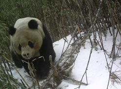 世界最南端大熊猫栖息地首次拍到野生大熊猫